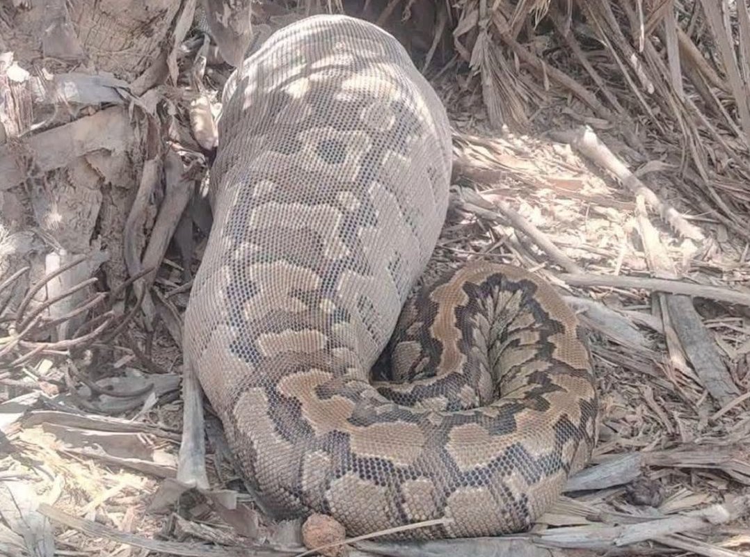 Kanem : Pas de nouveaux pythons à Mondo selon l&rsquo;Environnement
