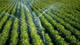Tchad : L&rsquo;irrigation, clé de la souveraineté alimentaire face