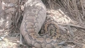 Tchad : Pas de nouveaux pythons à Mondo, affirme la Délégation