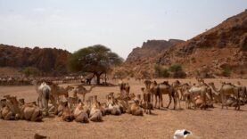 Diya pour homicide : 100 chameaux à Dar Tama