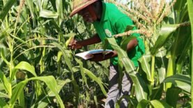 Crise agricole au Tchad : un risque pour la sécurité alimentaire