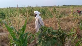 Sécheresse : l&rsquo;agriculture en péril à Salamat
