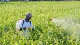 Agriculteurs : empoisonnements massifs annuels par pesticides