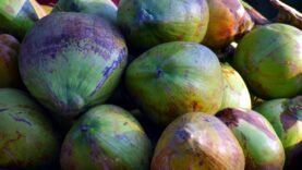 Congo : Loudima expédie la première cargaison de Poria Cocos en Chine