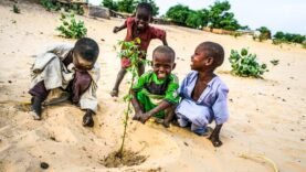 Tchad : Les pépiniéristes appellent à un reboisement permanent contre