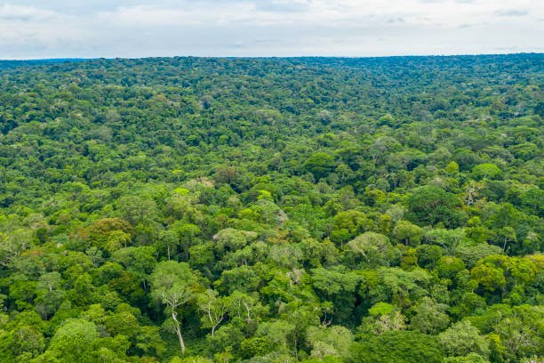 Forêts : un atout face aux crises