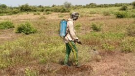 Herbicides au Salamat : risques et avantages ?