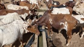 Tchad : croissance de 4,1 % grâce à l&rsquo;élevage et l&rsquo;agriculture