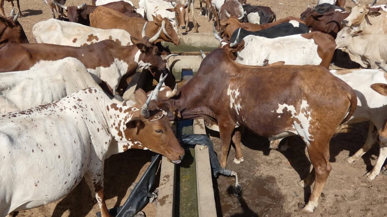 Tchad : croissance de 4,1 % grâce à l&rsquo;élevage et l&rsquo;agriculture