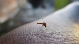 Alerte santé : Cas de dengue dans quatre régions du Tchad