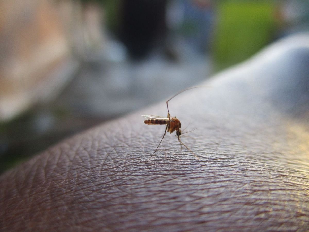 Alerte santé : Cas de dengue dans quatre régions du Tchad