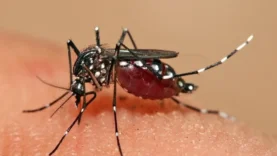 Tchad : Dengue en hausse et hôpitaux débordés à N&rsquo;Djamena
