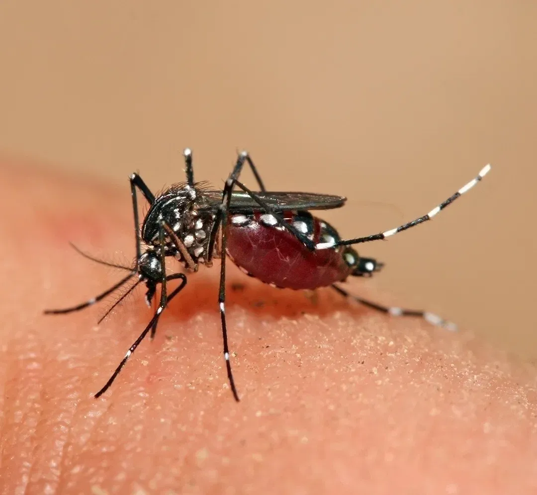 Tchad : Dengue en hausse et hôpitaux débordés à N&rsquo;Djamena